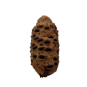 Banksia Nut 10-15 cm
