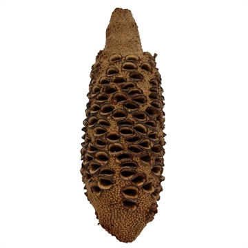 Banksia Nut 20-25 cm