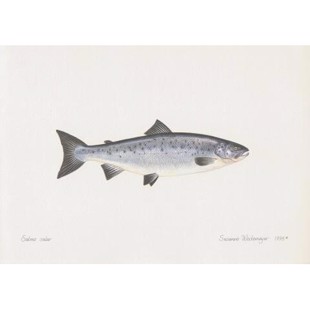 Atlantic Salmon Lithograph 