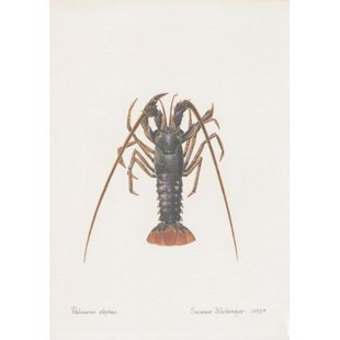 Spiny Lobster Lithograph