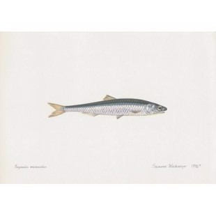  Anchovy Lithograph