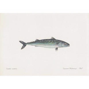 Atlantic Mackerel Lithograph