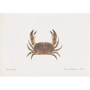 Edible Crab Lithograph