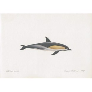 Dolphin Lithograph