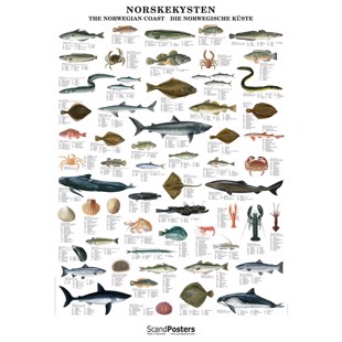 Norwegian Fish and Shellfish Poster