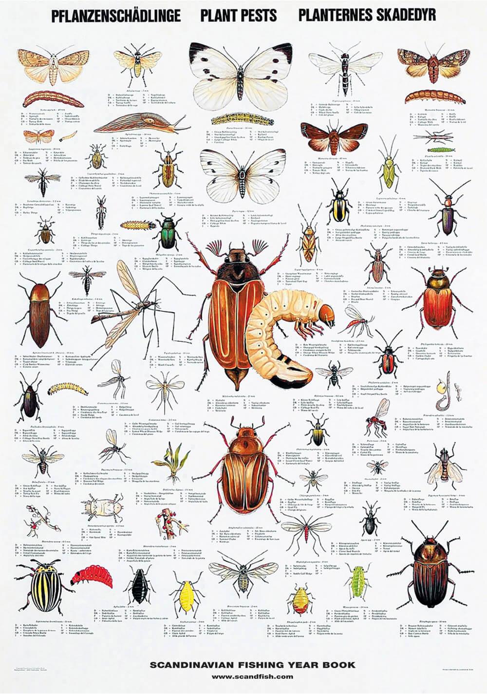 Buy Plant Pests Poster Online Here | Linaa