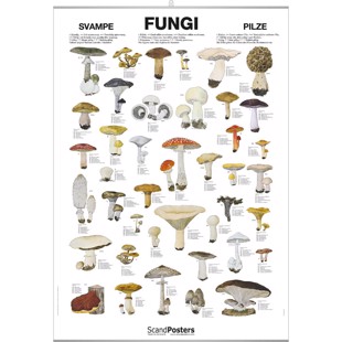 Fungi Poster - WITH