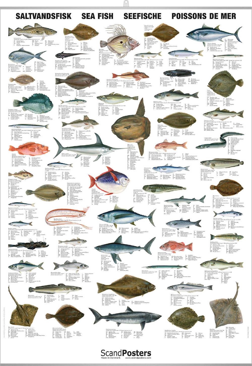 Saltwater Fish Chart Detailed Sea Fish Poster