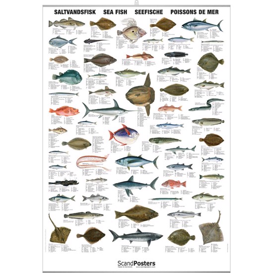 Saltwater Fish Poster - WITH