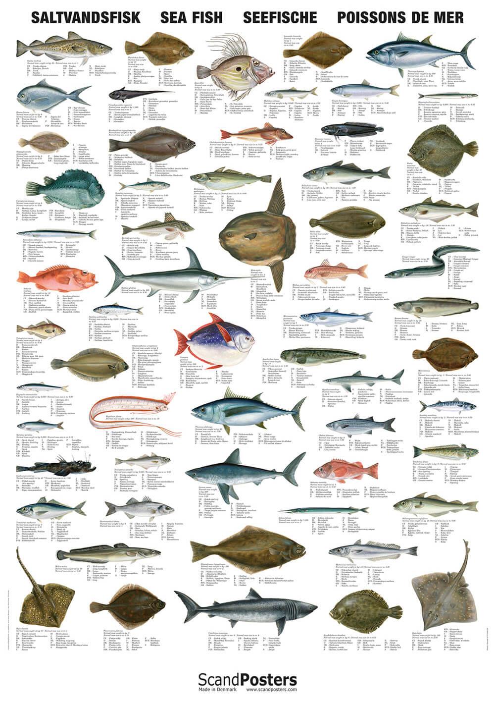 saltwater fish species