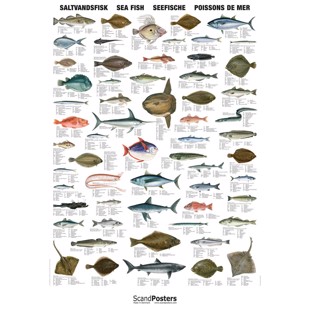 Saltwater Fish Poster - WITHOUT