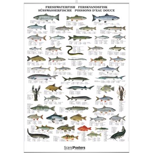Freshwater Fish Poster - WITH