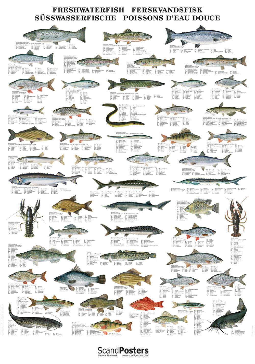 Freshwater Fish Poster – Chart with fish in inland waters