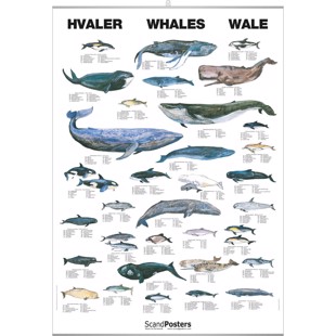 Whale Poster - WITH