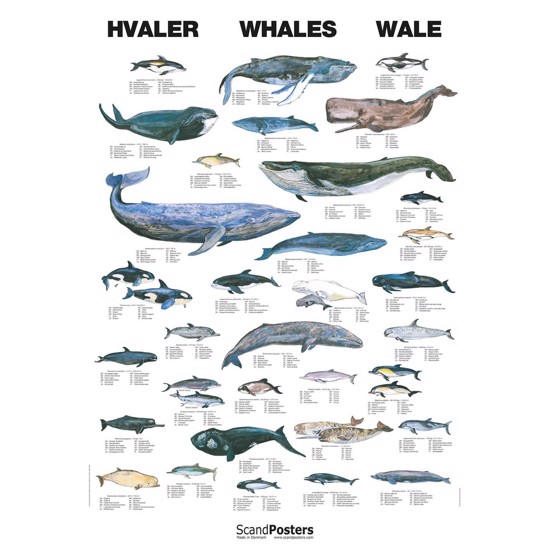 Whale Poster - WITHOUT
