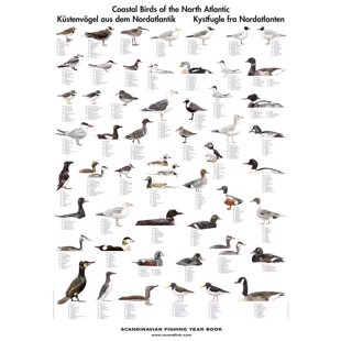Coastal Birds Poster