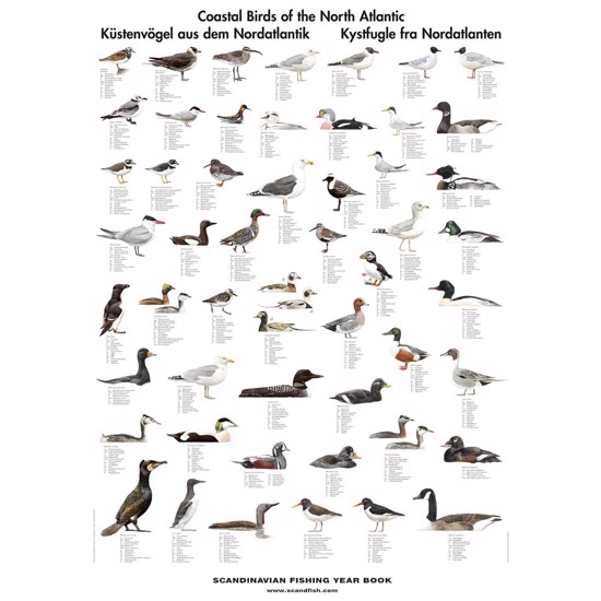 Buy Coastal Birds Poster online here | Linaa