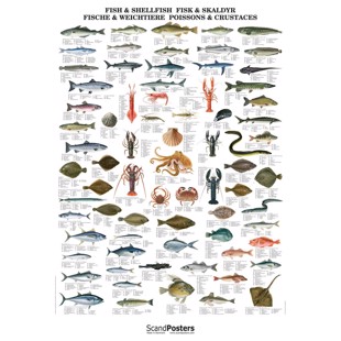 Atlantic Fish & Shellfish Poster
