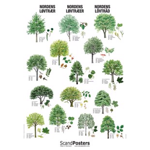 Deciduous Tree Poster - WITHOUT