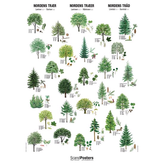 Tree Poster