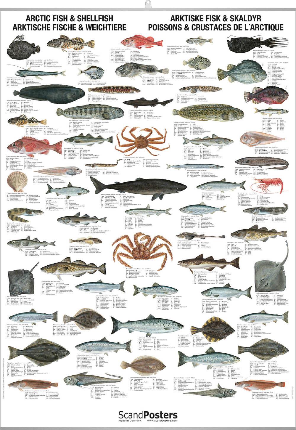Промысловые рыбы Баренцева моря