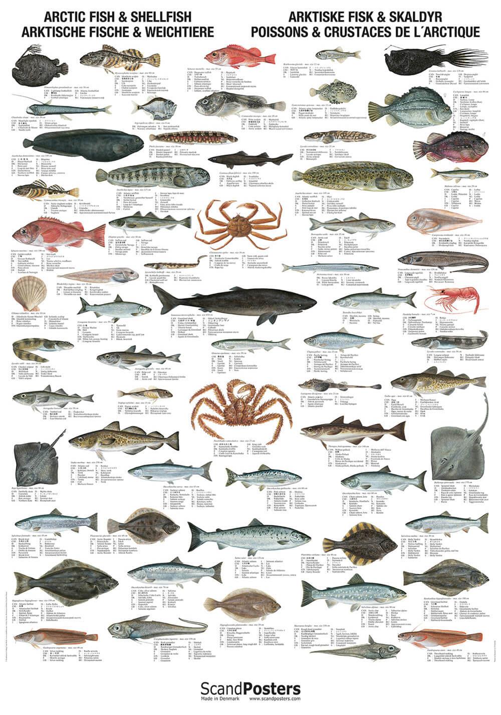 Buy Arctic Fish & Shellfish Poster online here | Linaa