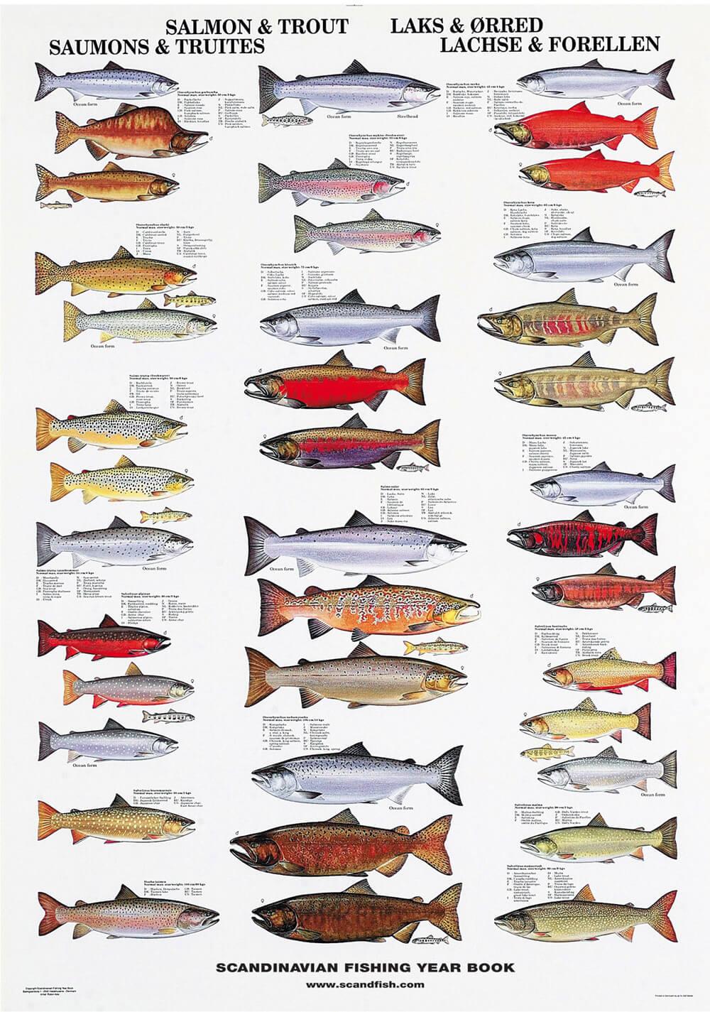 Salmon & Trout Poster – Chart with salmon and trouts