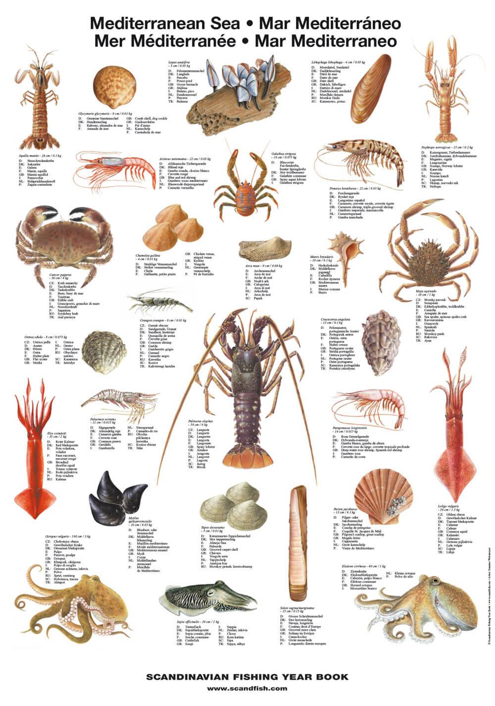 mediterranean-sea-shellfish-poster-unique-chart-poster