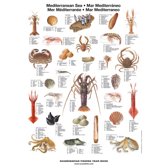 Mediterranean Sea Shellfish Poster – Unique chart poster