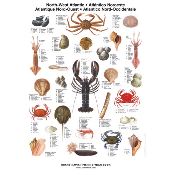 North-West Atlantic Shellfish Poster – Unique chart