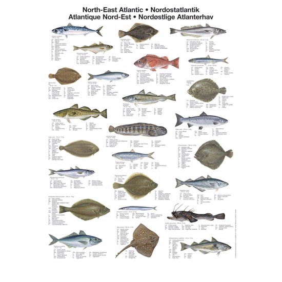 North East Atlantic Fish Poster – Unique chart poster