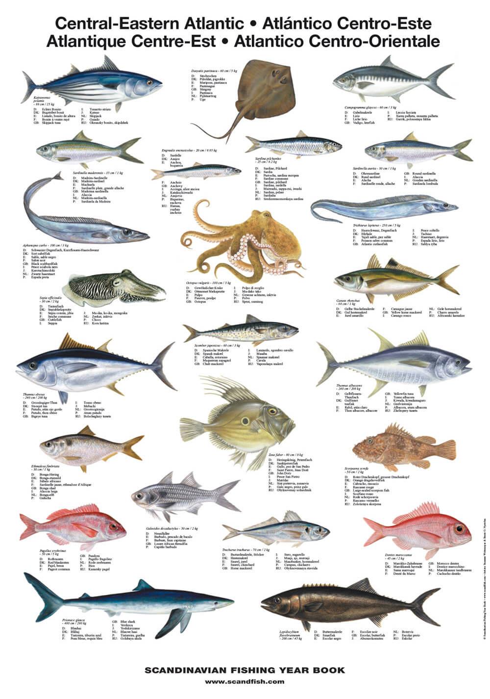 Central Eastern Atlantic Fish Poster – Unique chart