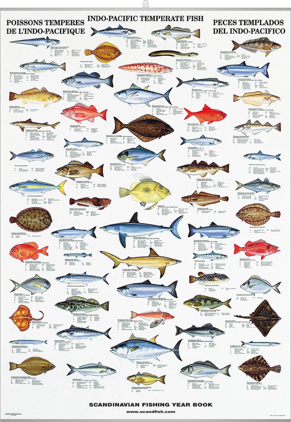 Info-Pacific Fish Poster – Chart with cold water fish