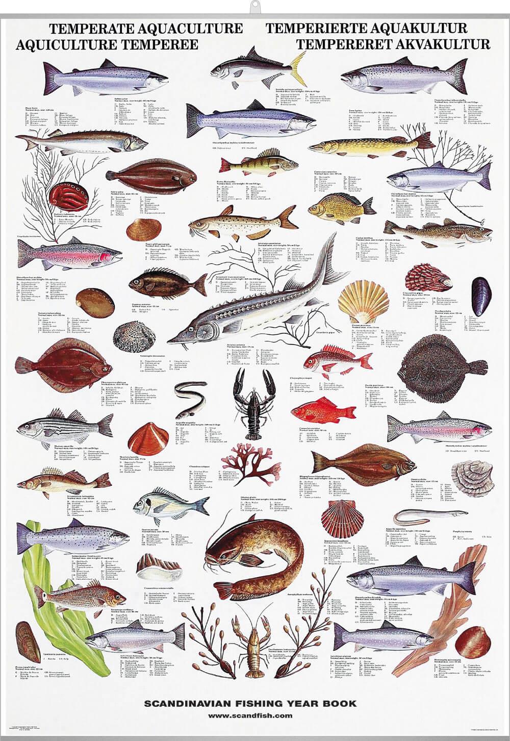 Temperate Fish & Shellfish Poster – Unique chart