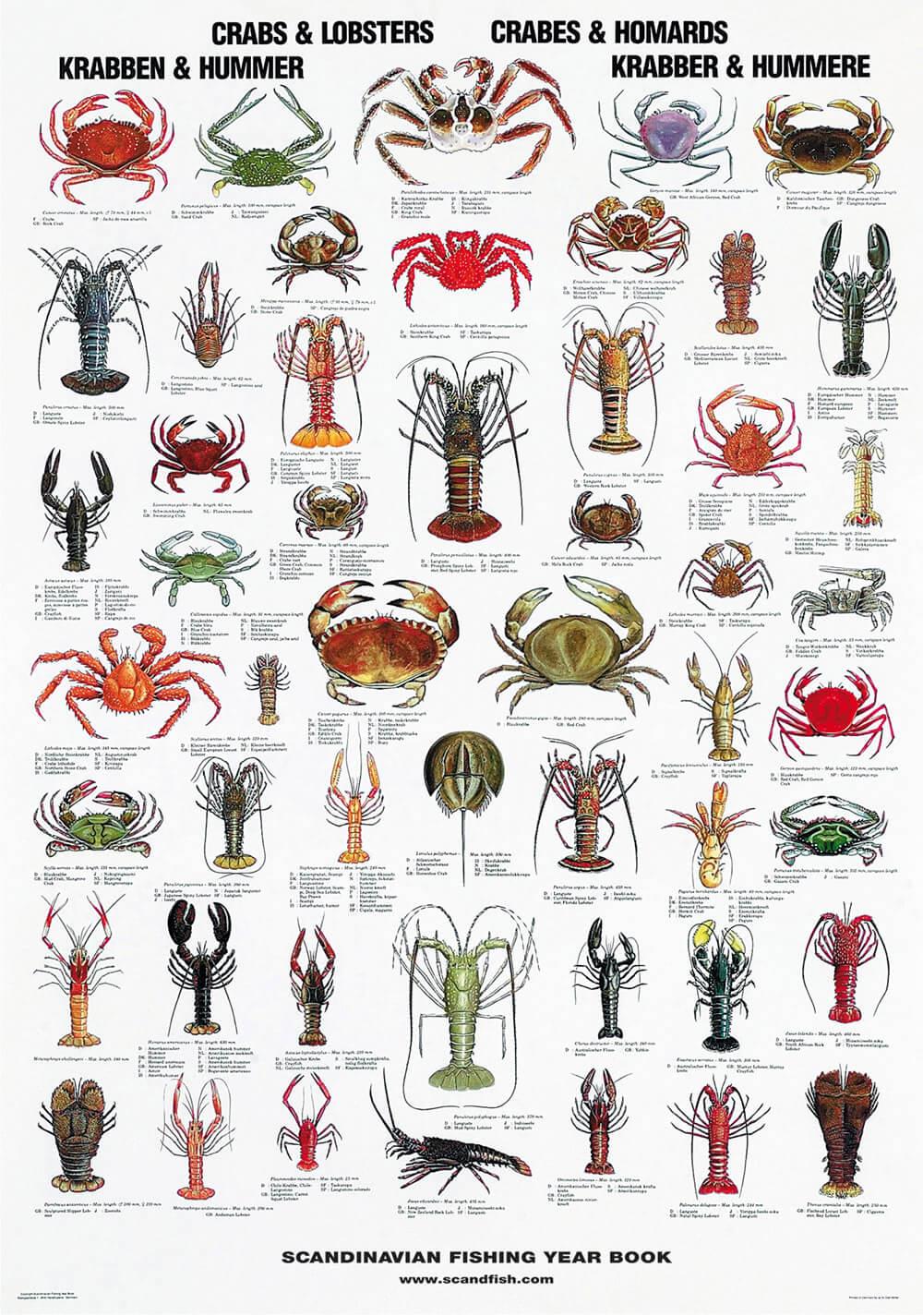 Buy Crab and Lobster Poster online here Linaa