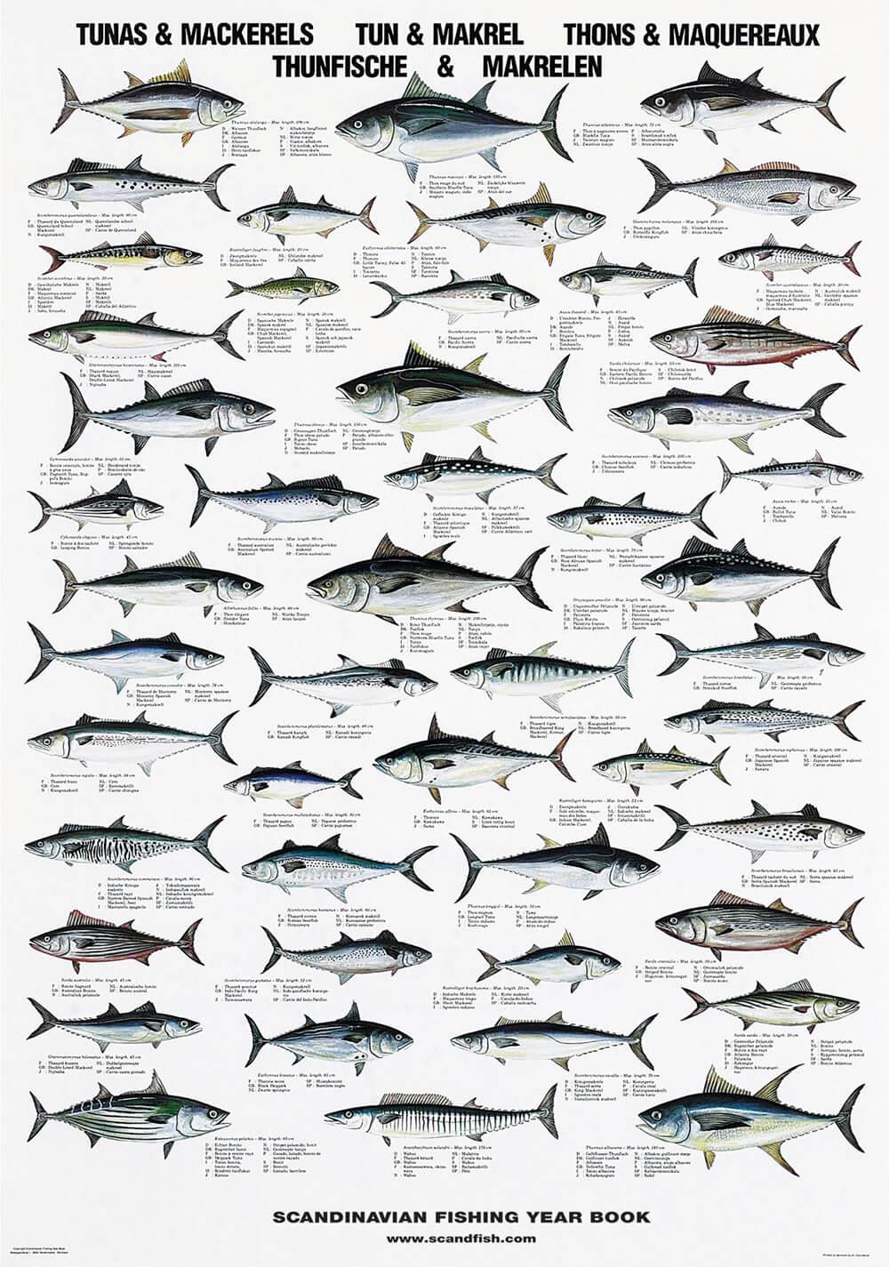 Tuna & Mackerel Poster Chart with tunas and mackerels