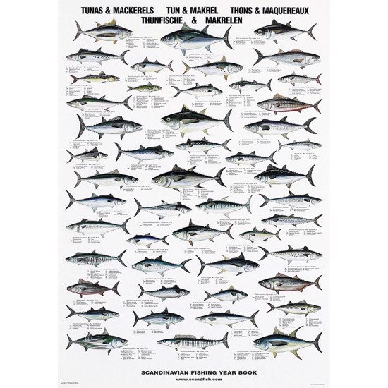Tuna and Mackerel Poster