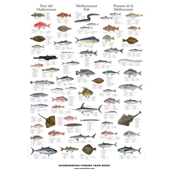 Mediterranean Fish Poster – Unique chart poster