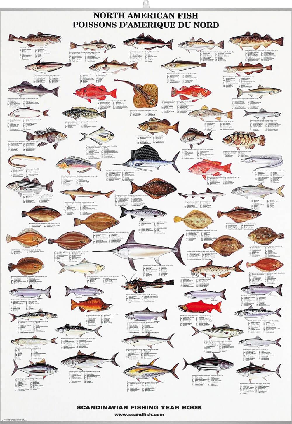 north-american-fish-poster-unique-chart-poster