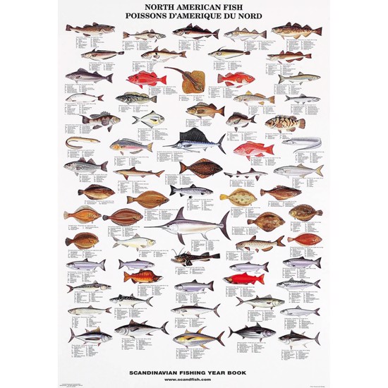 North American Fish Poster