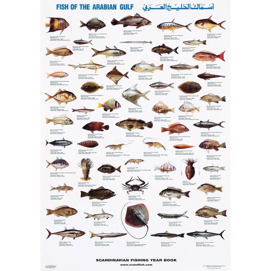Arabian Gulf Fish Poster
