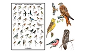 Bird posters
