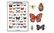 Insect Posters